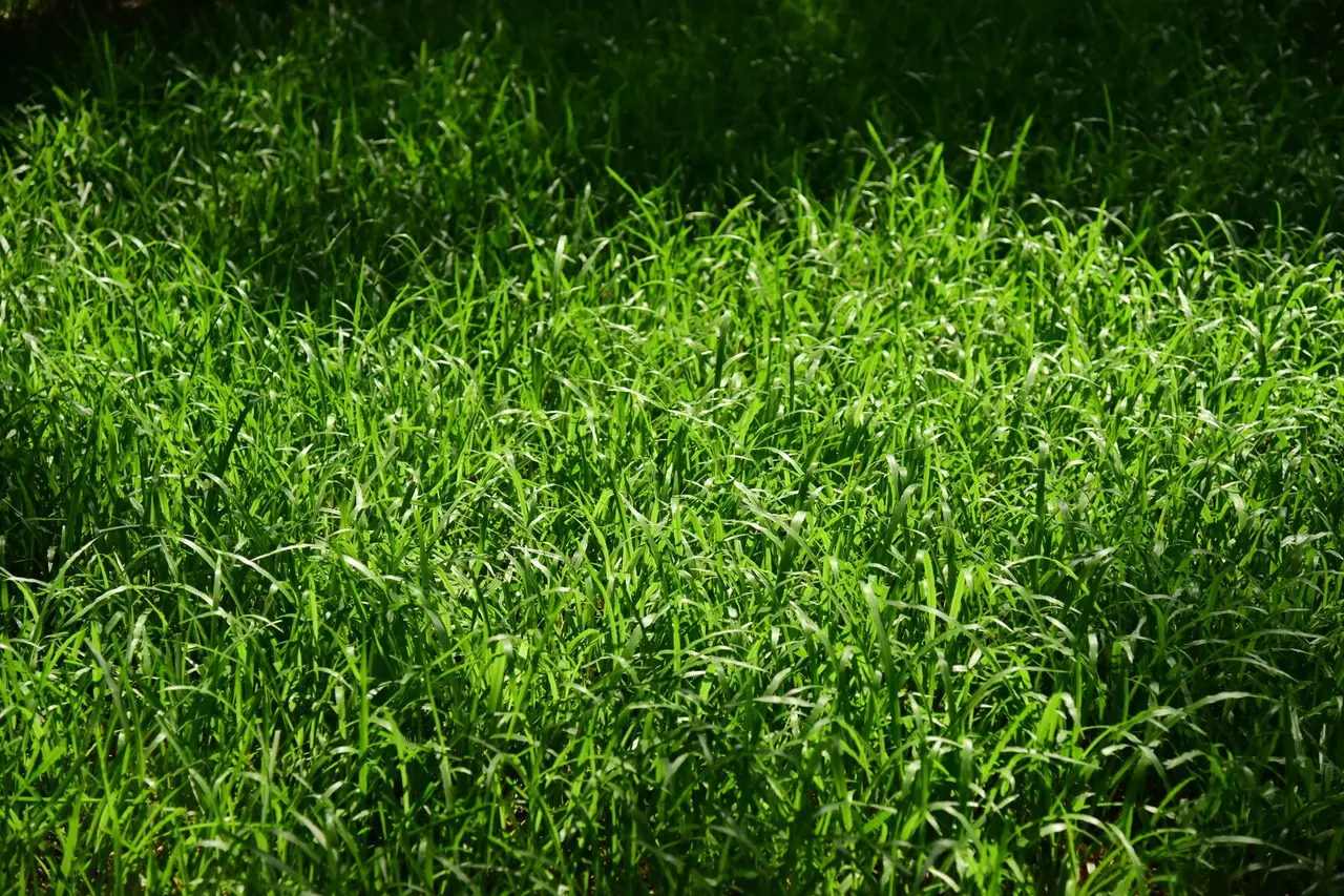 Annual Bluegrass Control