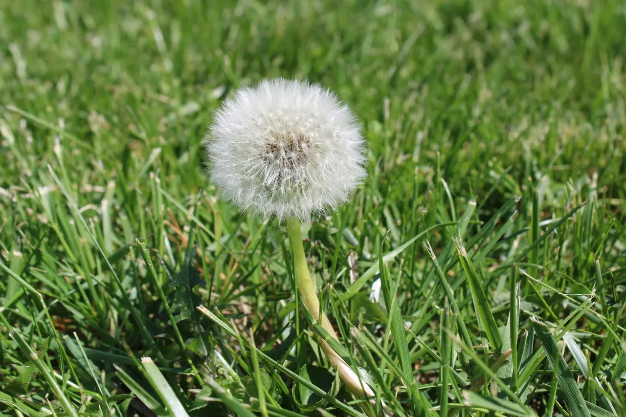 Broadleaf Weed Control