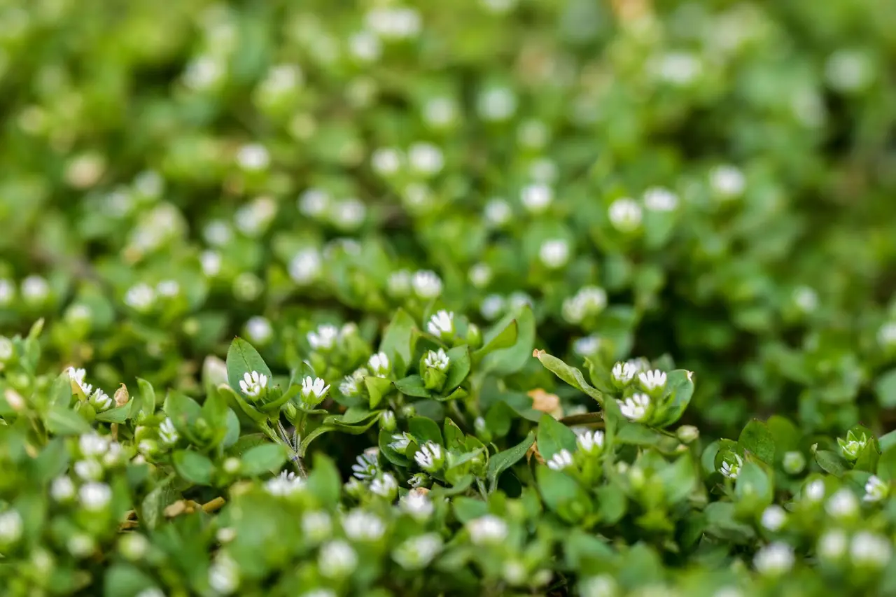 Chickweed Control
