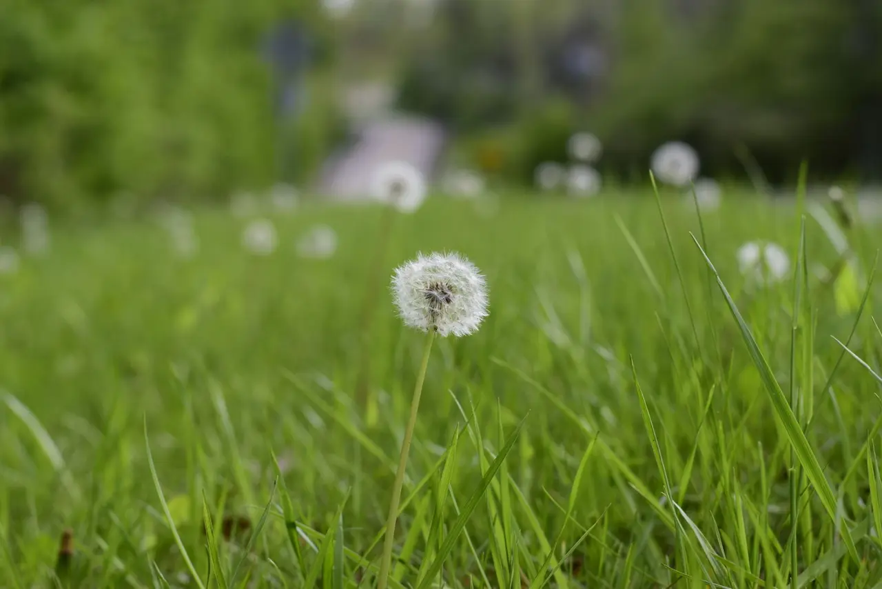Clover Weed Control