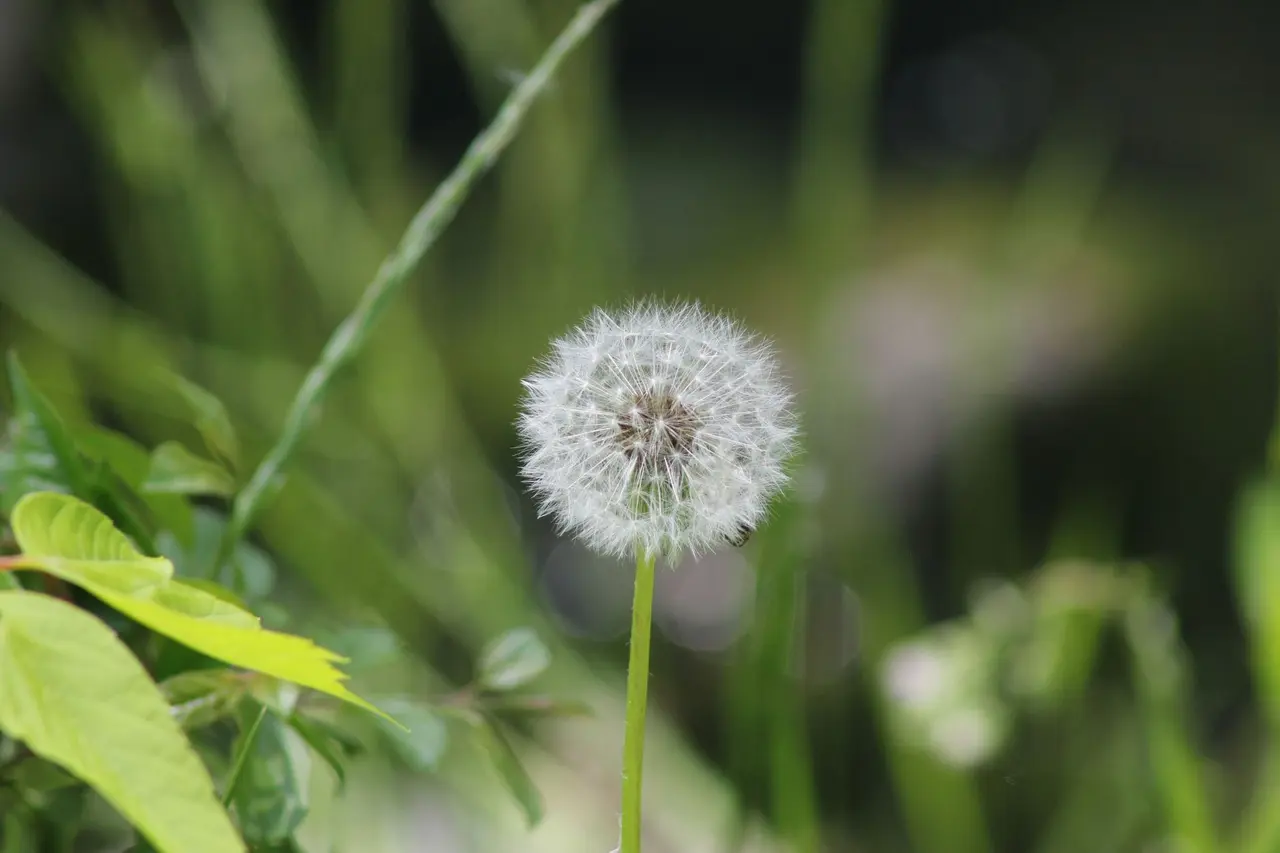 Commercial Lawn Weed Control