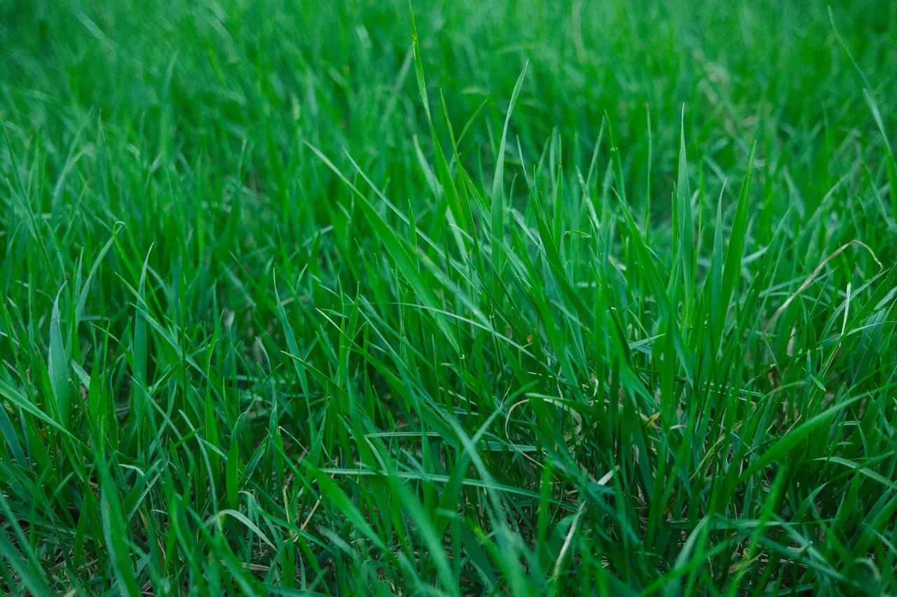 Crabgrass Control