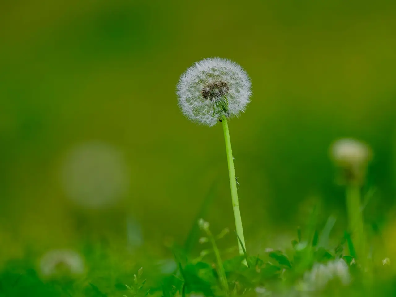 Dandelion Weed Control