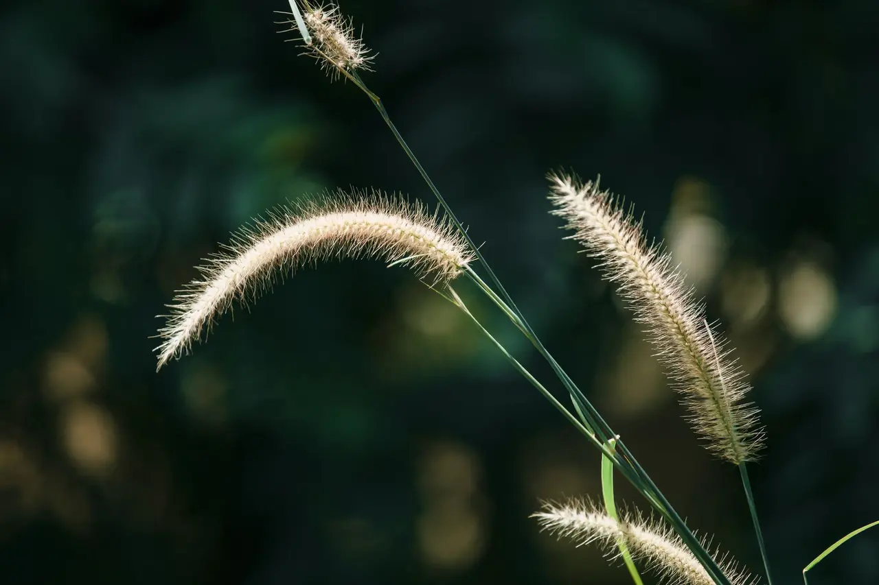 Foxtail Weed Control