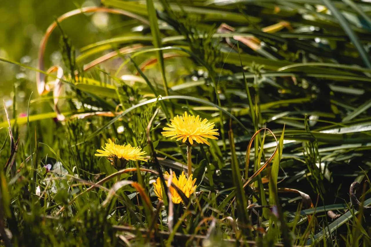 Goosegrass Control