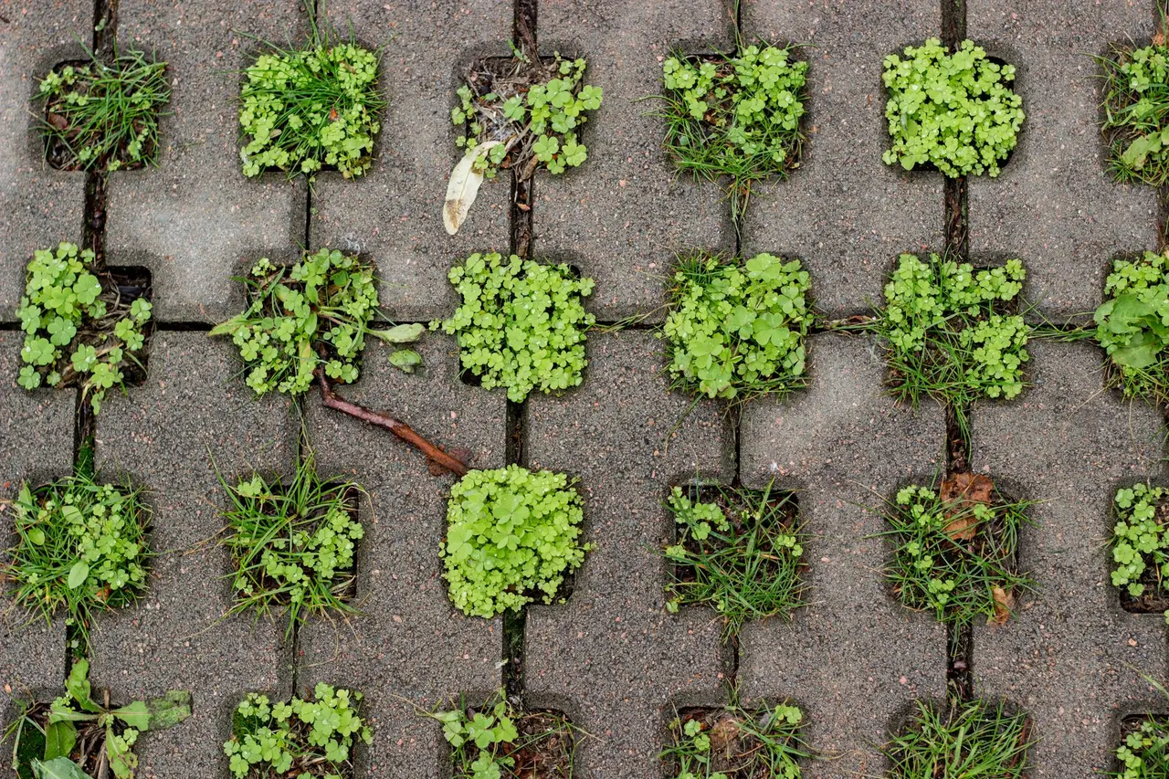 Ground Ivy Weed Control