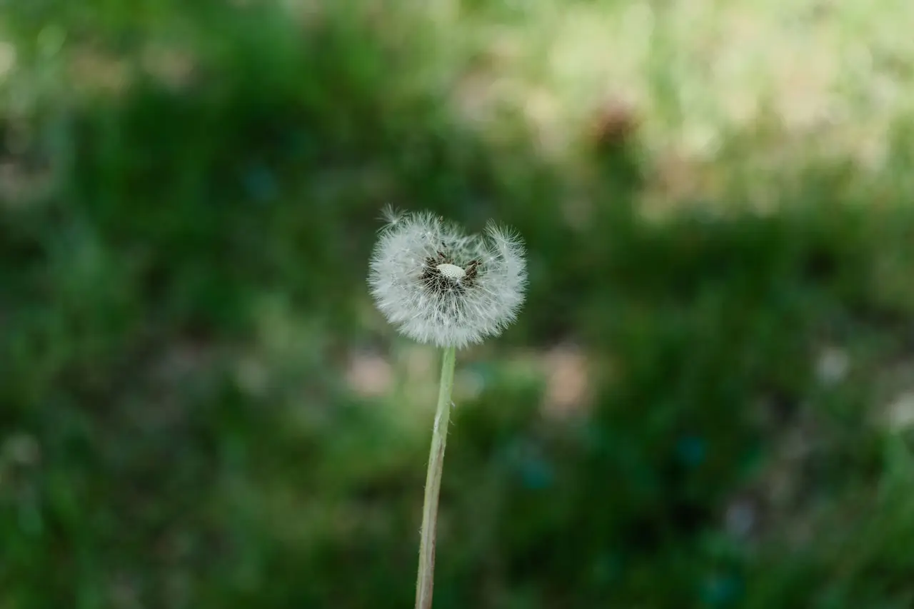 Lawn Spot Weed Treatment