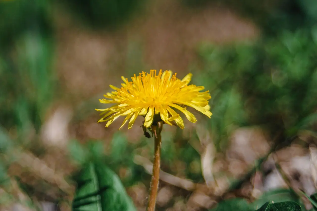 Lawn Weed Control for Established Lawns