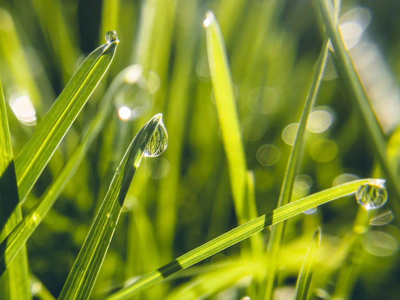 Lawn Weed Control for New Grass