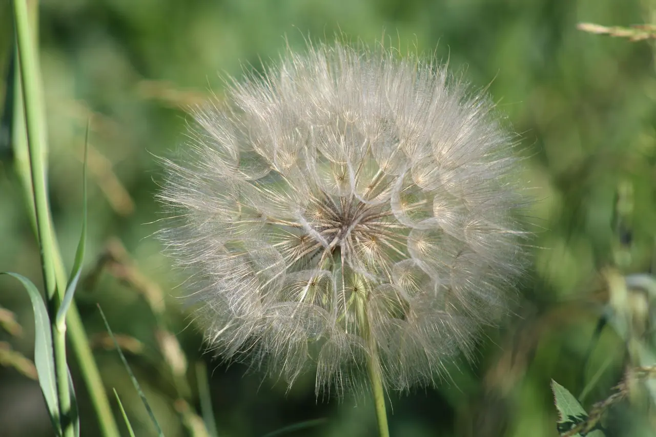 Lawn Weed Identification