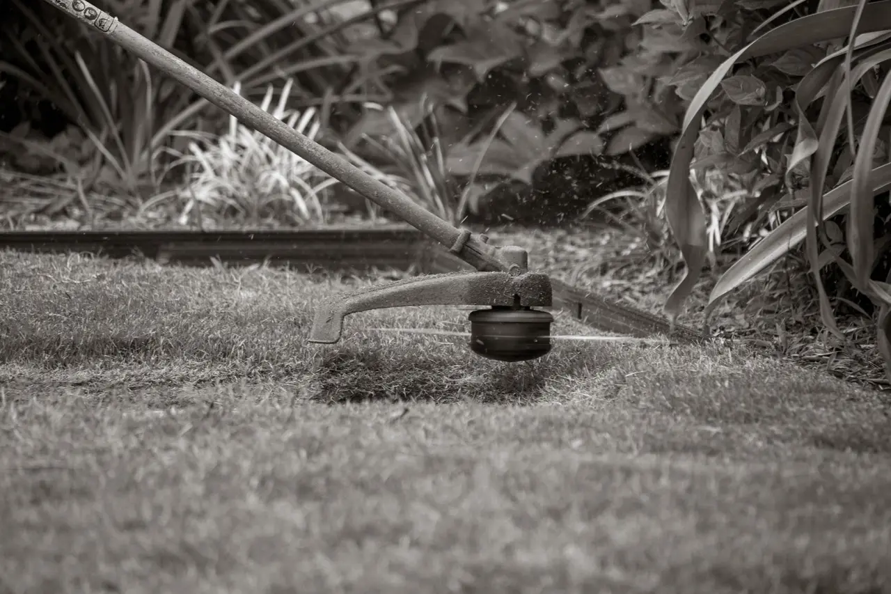 Lawn Weed Removal