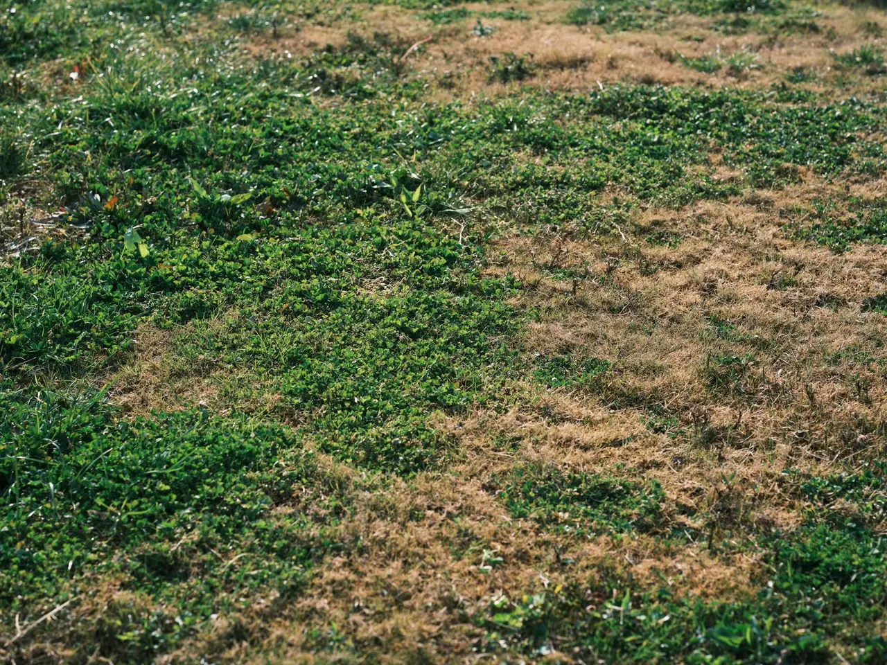 Nutsedge Weed Control