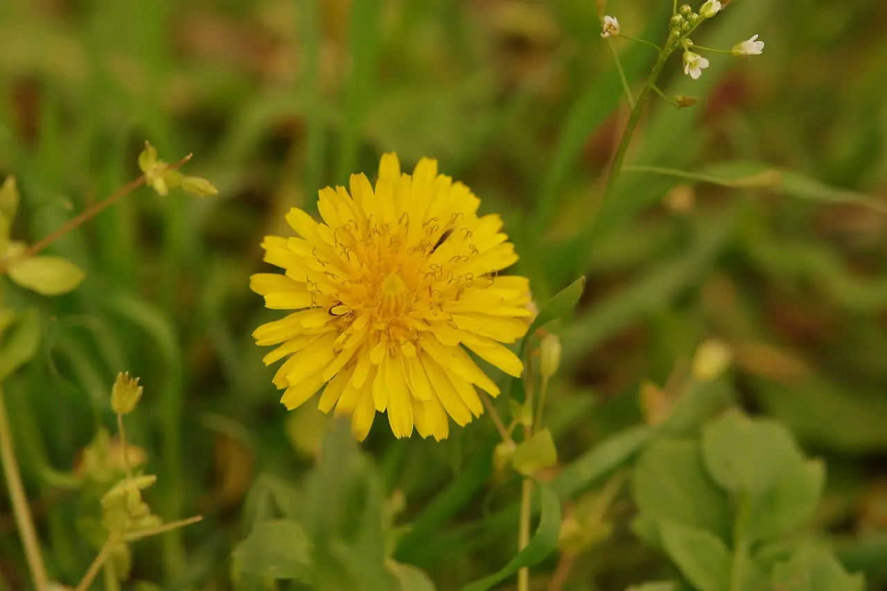 Organic Lawn Weed Control