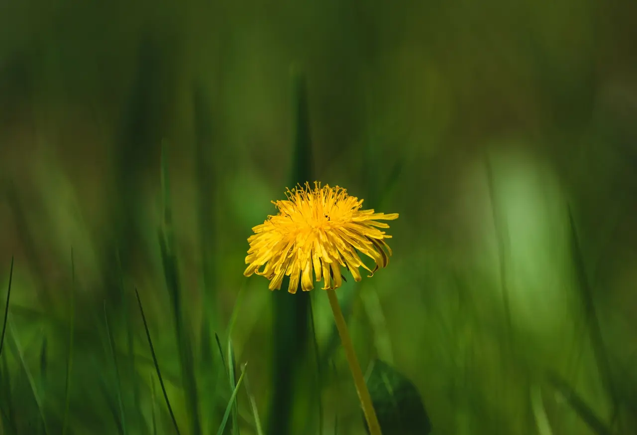 Pet-Safe Lawn Weed Treatment