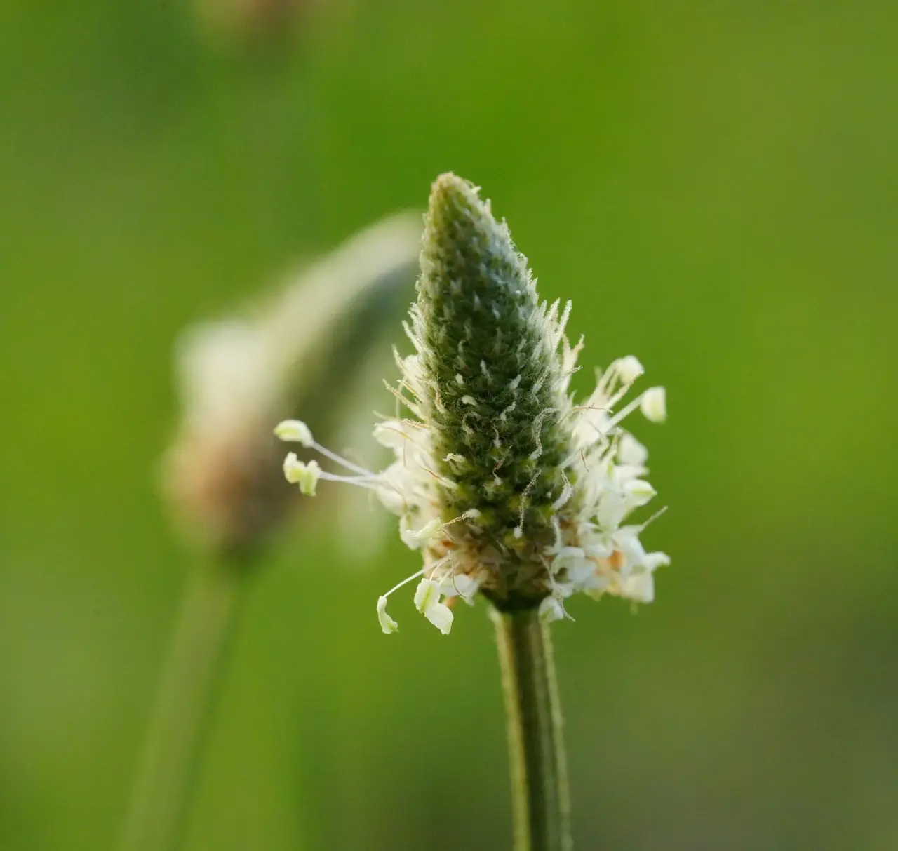 Plantain Weed Control