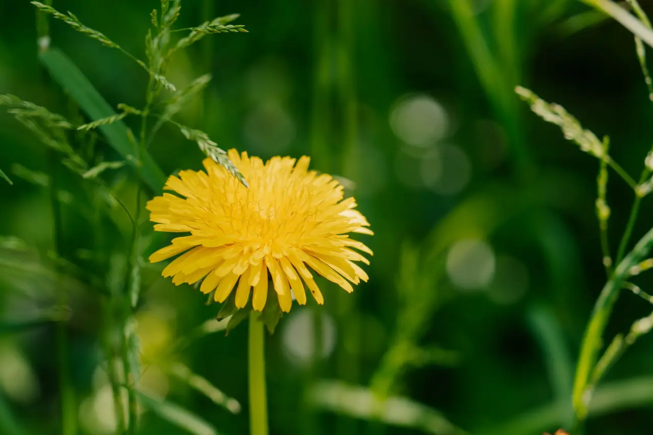 Pre-Emergent Weed Control
