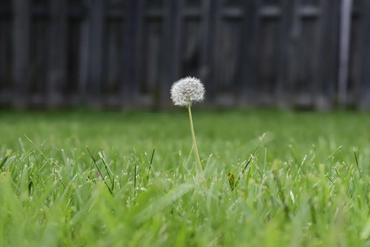 Professional Lawn Weed Treatment