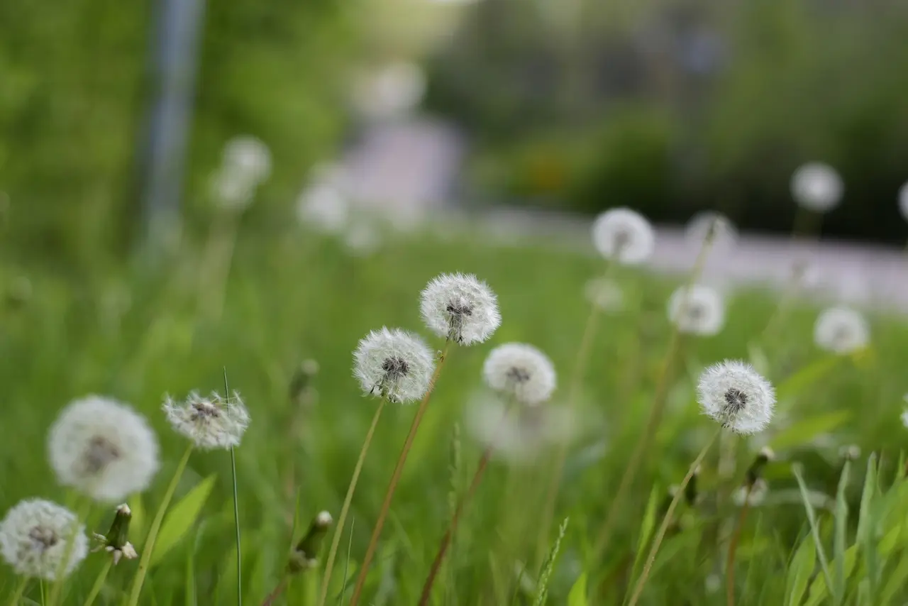 Residential Lawn Weed Control