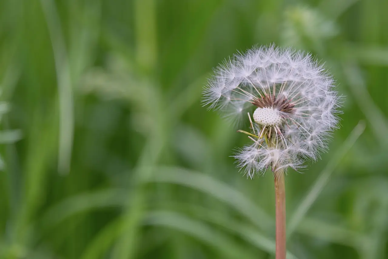 Selective Weed Control
