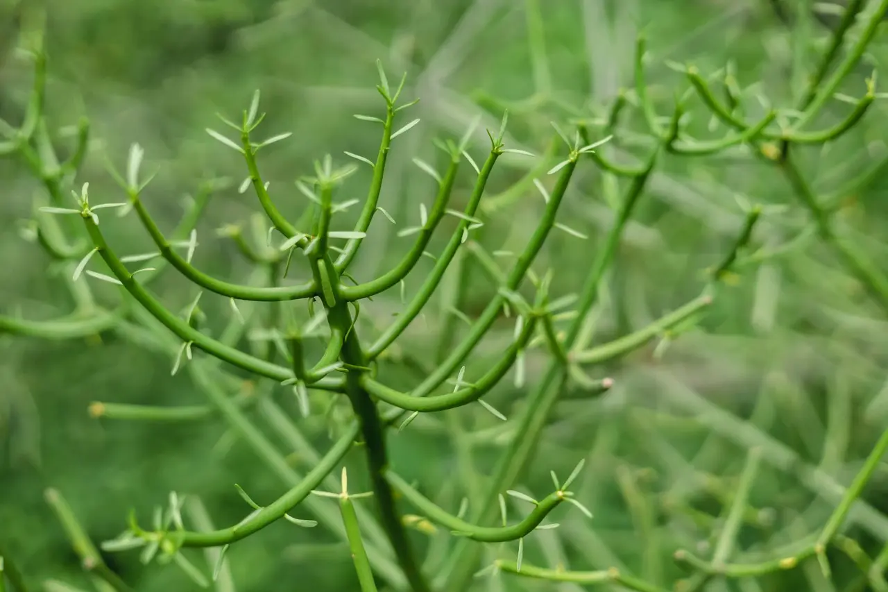 Spurge Weed Control