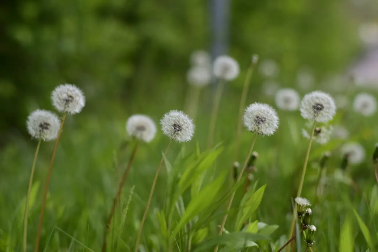 Weed Prevention Treatment